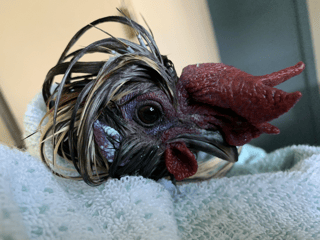 Benji the chicken wrapped in a towel after a bath